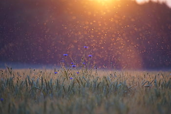 cornflowers, sunset, mosquitoes, swarm Of Mosquitoes, field, dancing Gnats, swarm, backlighting, points Of Light, grain, eve