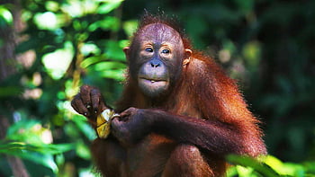 Orang-Utan, Affe, Primas, Tier, Natur, Borneo, Säugetier, Tierwelt, wild, süß, behaart