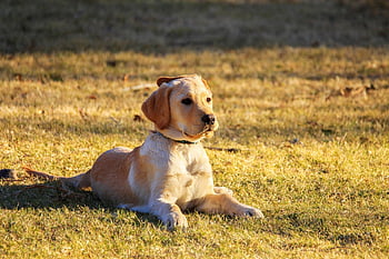 cane, cucciolo, natura, animale domestico, Golden retriever, cagnetto, animale, cane giovane, cane domestico, canino, mammifero