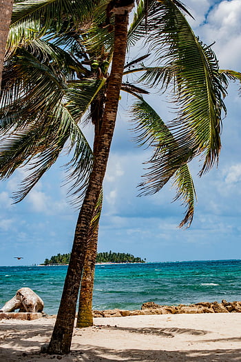 palm tree, sand beach, ocean, tropical beach, clear blue ocean, San Andrés, Colombia, serene beach, coconut tree, island view, beach landscape