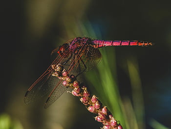 dragonfly, wing, nature, bug, fly, view, macro, colors, fast, animal, close