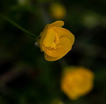 calendula di palude, fiore, pianta, ranuncolo, caltha palustris, sfondo di fiori, caltha, fiore giallo, petali, fioritura, Fiore di campo