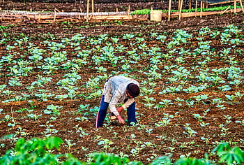 homme appliquant de l'engrais, les plantes, agriculteur, Java Ouest, Indonésie, jeunes cultures, champ agricole dynamique, travaux agricoles, soins des cultures, pratiques agricoles, agriculture durable