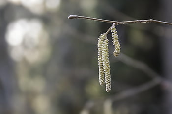 březová semena, pyl břízy, Příroda, bříza, estetický, poboček, listy, březový list, listnatý strom, strom, jaro
