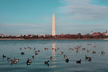 monumento di Washington, Stati Uniti d'America, anatre che nuotano, scena pacifica, giornata limpida, riflesso d'acqua, Centro commerciale nazionale, Washington DC, scenario all'aperto, punto di riferimento storico, Natura e architettura