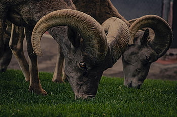 bighorn πρόβατα, έμβολο, βοσκή, βόσκηση, πρόβατο, μεγάλο κέρατο, των ζώων, θηλαστικά, άγρια ​​ζωή, άγριος, κέρατα