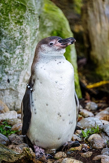 tučňák humboldt, tučňák, pták, Příroda, zvíře, volně žijících živočichů, ploutve, North Chile, oceán