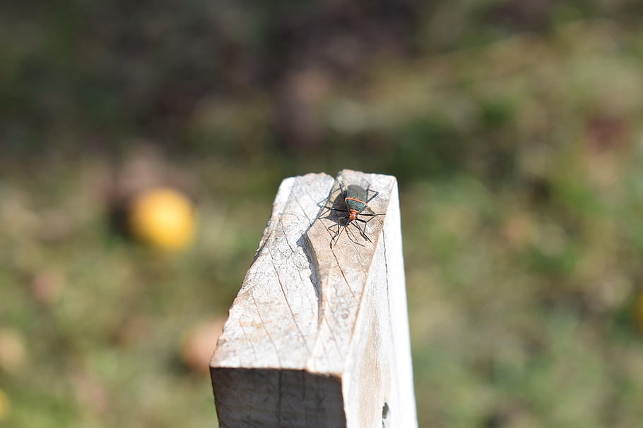 hmyz, létat, entomologie, Chyba, makro