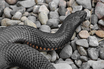 pseudechis porphyriacus, černý had, Černá, Červené, červené břicho, červený kuželový černý had, váhy, zvíře, plaz, Příroda, stvoření