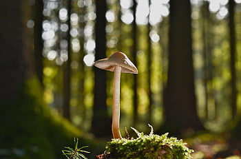 mushroom, moss, forest, nature, close Up, mycology, fungus, fall, forest Floor, fungal Science, fruiting Bodies