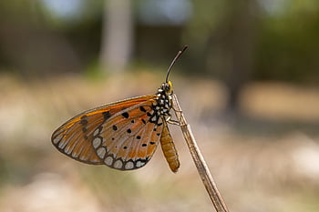 plain, tiger, danaus, chrysippus, butterfly, tropical, thailand, asia, beauty In Nature, detail, summer