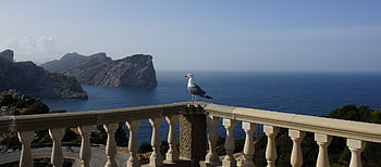 cap De Formentor, island Of Mallorca, spain, to Travel, vacations, background, gull, bird, animal Portrait, landscape, sea