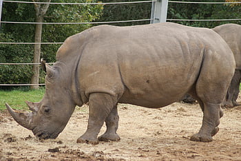 rhino, rhinoceros, wildlife, animal, nature, endangered, safari, extinct, africa, nature Rhino