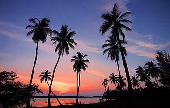 solnedgang, Palmer, tropisk, kystlinjen, silhuet, pulserende himmel, strand, natur, aften, landskab, havudsigt