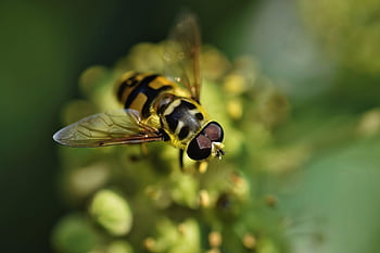 le syrphe, voler, insecte, mouche des fleurs, mouche syrphe, animal, la nature, fermer