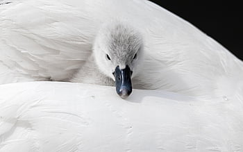 cygnet, swan, feather, lake, animal, water, bird, nature, plumage, swim, cute