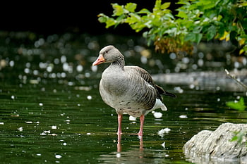 goose, greylag Goose, lake, bird, waterfowl, water Bird, aquatic Bird, animal, wildlife, nature, water