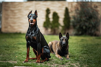 Doberman, sitting, grass, garden, Slovakia, another dog, German Shepherd, outdoor, pet, canine, breed