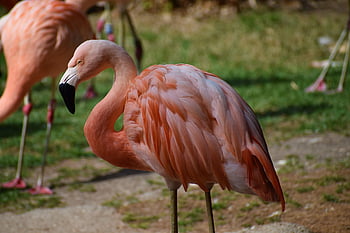flamingó, madár, állat, tollazat, tollak, csőr, számla, hosszú lábú, természet, állati világ, állatkert