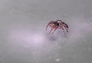 pavouk, zebra pavouk, skákání pavouk, hmyz, členovců, Arachnologie, Chyba, zvíře, Příroda, fauna, volně žijících živočichů