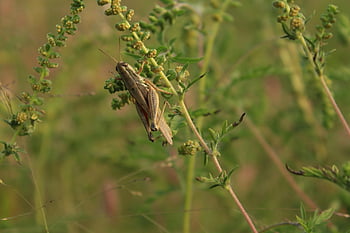 kriket, hmyz, saranče, Příroda, zelená, humr, zvířat, antény, zvíře, barvy, orthoptera