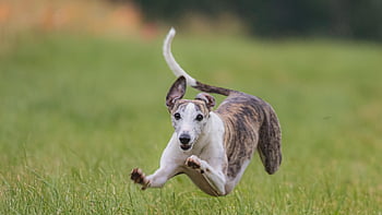 dog, running, pet, beautiful, field, happy, friendly, active, athletic, competition, course
