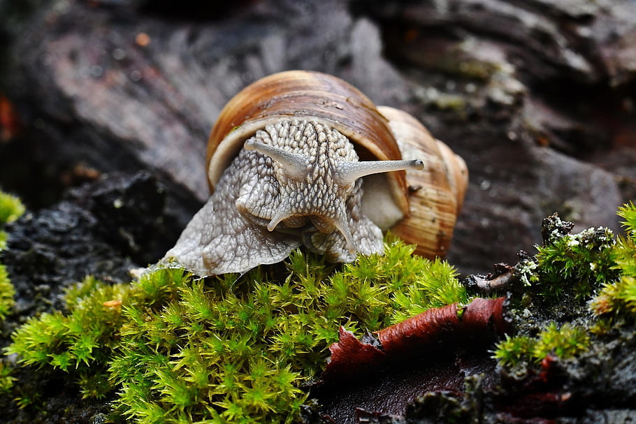 hlemýžď, Příroda, zvíře, zahrada, mech, plži, zblízka, makro, shell