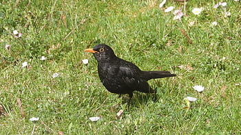 kos Black, turdus Merula, black Bird, basket, thrushes, in The Grass, a Bird In The Grass, on The Lawn
