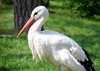 bocian, ptak, upierzenie, dziób, fauna, Natura, pióra, zdrowaśka, ptaków, ornitologia, obserwowanie ptaków