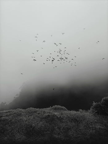monochrome photo, hazy forest, misty forest, serene scene, flock of birds, flying birds, grassland, black and white, nature photography, atmospheric landscape, foggy woods