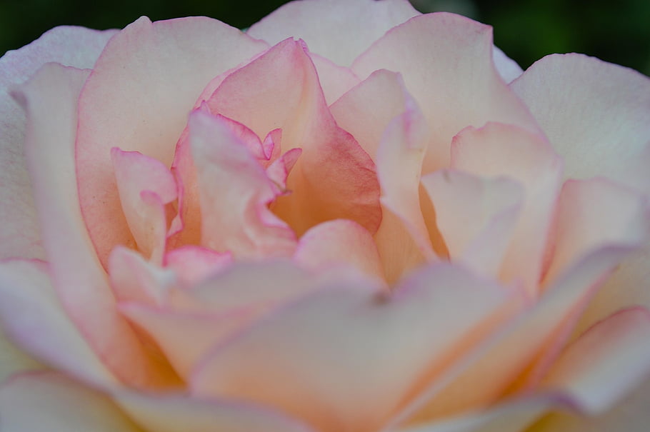 flowers, bud, rose, garden, tenderness, sophistication, elegance, petals, flower, roses, bloom