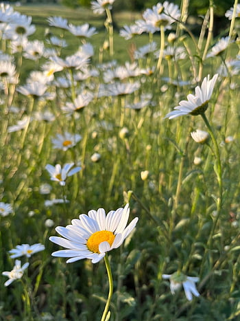 margueritte, herbaceous Plant, plant, flora, botanical, petals, leucanthemum Vulgare, chrysanthemum Leucanthemum, wild Flowers, nature