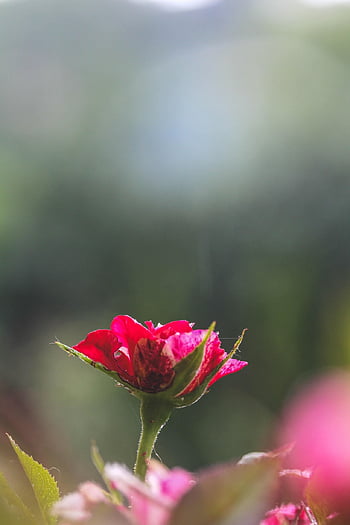 rose, beautiful Flowers, bokeh, nature, romantic, pink, bloom, blossom, flower Wallpaper, flower, plant