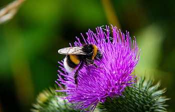 humle, Bie, insekt, pollinere, pollinering, blomst, vakre blomster, bevinget insekt, vinger, natur, blomst bakgrunn