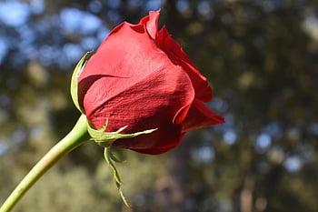 rose, flower, flower Background, red Rose, rose Bloom, petals, beautiful Flowers, rose Petals, bloom, rose Flower, blossom