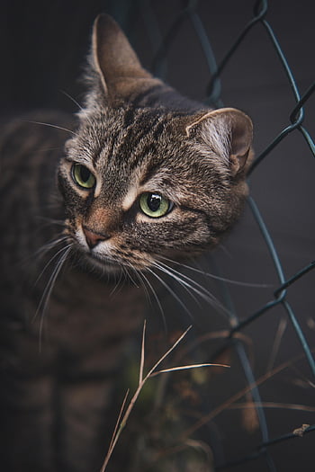 cat, pet, animal, garden, nature, feline, cute, kitty, kitten, tiger