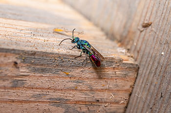 cuckoo-wasp, insect, chrysis Ignita, isolated, wasp, nature, detail, parasitic, zoology, colorful, bug