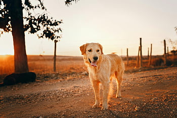 Golden retriever, tramonto tranquillo, impostazione rurale, Natura calma, cane all'aperto, cane d'oro, scena del tramonto, paesaggio rurale, cane in natura, ambiente sereno, cane di campagna