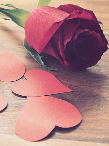 rød rose, nærbilde fotografering, hjerteformede utskjæringer, Kjærlighet og romantikk, trebakgrunn, Romantisk bilde, Valentinsdag, blomsterbilde, romantisk symbol, røde hjerter, treflate