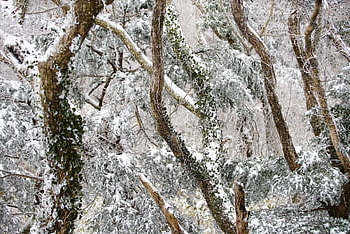 snow, white, winter, tree, nature, landscape, korea, mount Halla, frost, beautiful, cold Weather