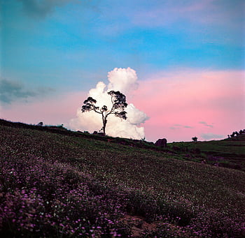 osamělý strom, kopec, Závalný západ slunce, ha giang, Vietnam, svěží pole, krajinářské fotografie, přírodní scéna, venkovské scenérie, večerní obloze
