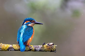 king Fisher, bird, branch, tree, male, forest, water, fishing, wood, nature