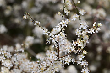 blackthorn, sloe, sour Plum, plum Blossoms, german Acacia, plum, tree, nature, prunus Spinosa, hedge Thorn, blossom