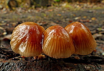 fungo, natura, funghi, macro, Mycena, Stampa di spore bianca, cappuccio conico, Cappo a campana, gambo sottile, LUMIX FZ1000, Esplora la natura la natura selvaggia