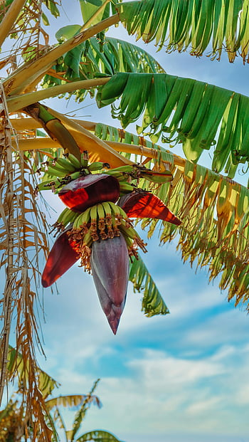 banana flower, blue sky, tropical setting, lush green leaves, vibrant banana, banana plant, tropical fruit, banana blossom, banana tree, tropical vegetation, banana plantain