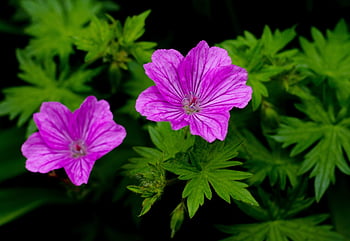geranium Dilys, pelagonia, flowers, petals, nature, foliage, leaves, stamens, beautiful Flowers, flower Background, flower Wallpaper