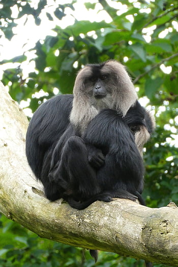 wanderoe, baardaap, leeuwenstaartmakaak, macaco, scimmie, zoo, Villaggio Felice, Rotterdam, esotico