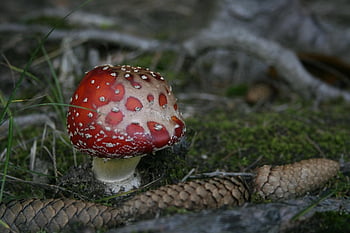 muchomůrka, houba, borová šiška, lesní podlaha, strom ovoce, mech