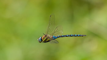 migrant Hawker, dragonfly, nature, aeshna Mixta, damselfly, insect, wildlife, macro, animal, odonata, entomology