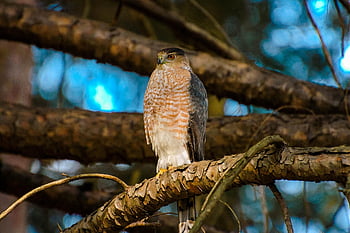 Cooperův jestřáb, pták, jestřáb, dravec, raptor, Příroda, volně žijících živočichů, divoký, cooper, posazený, peří